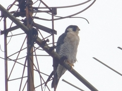 Falco peregrinus