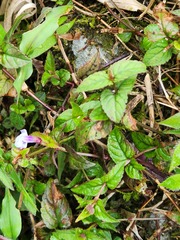 Torenia