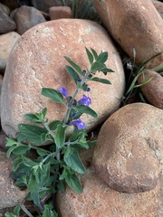Scutellaria drummondii