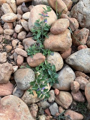 Scutellaria drummondii