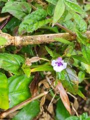 Torenia