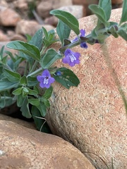 Scutellaria drummondii