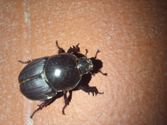 Diloboderus abderus
