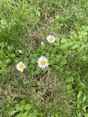 Bellis perennis