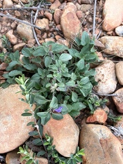 Scutellaria drummondii