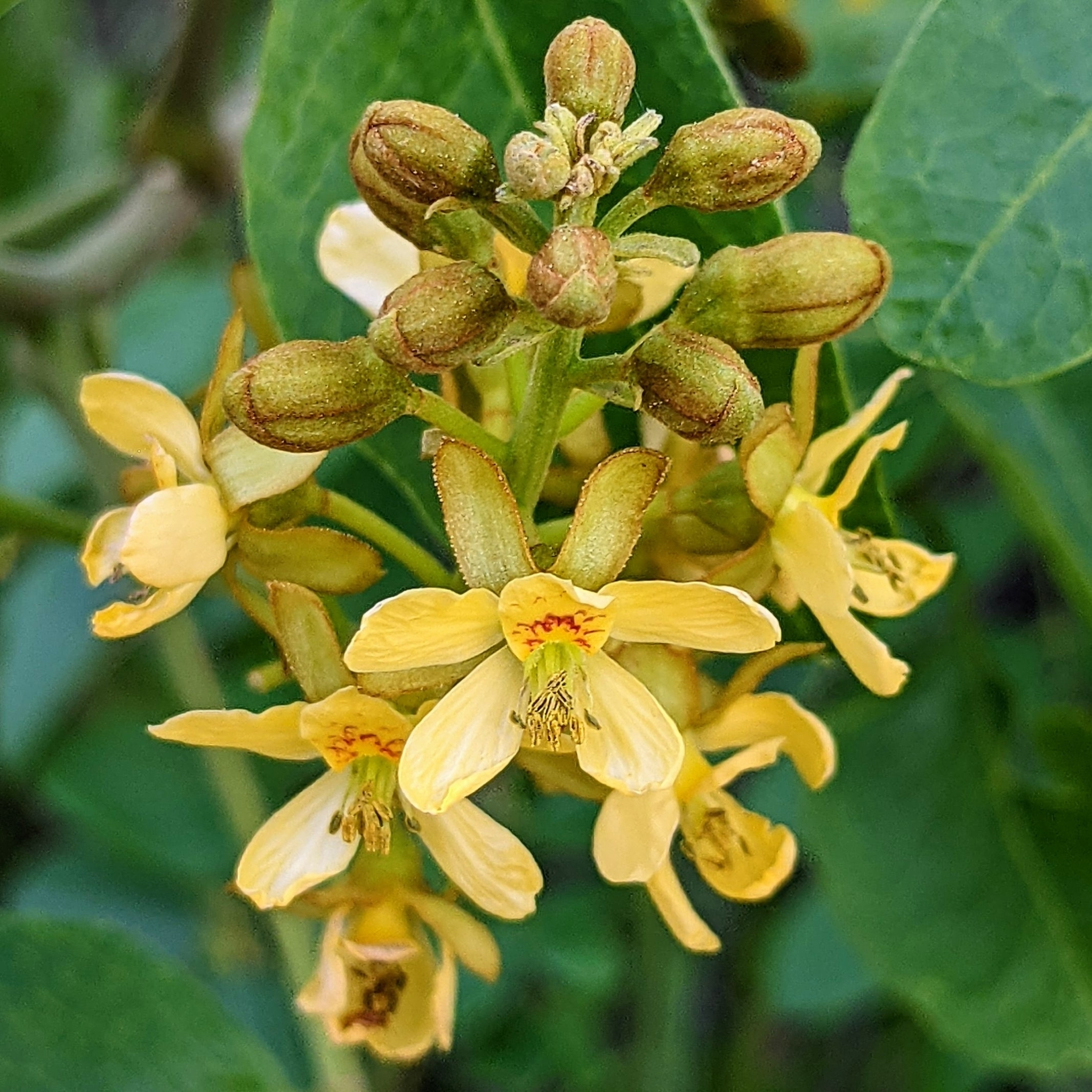 Yellow Nicker (Guilandina major)