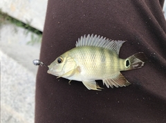 Mayaheros urophthalmus