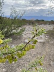 Bulnesia schickendantzii