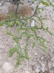 Bulnesia schickendantzii