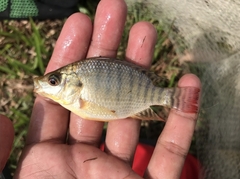 Oreochromis niloticus