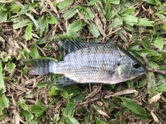 Oreochromis niloticus