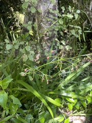 Dianella nigra