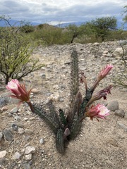 Cereus aethiops