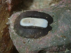 Scutus antipodes