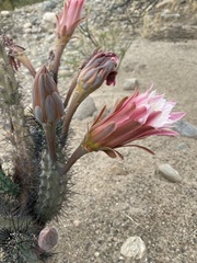 Cereus aethiops