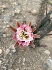 Cereus aethiops