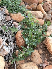 Scutellaria drummondii