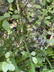 Dianella nigra