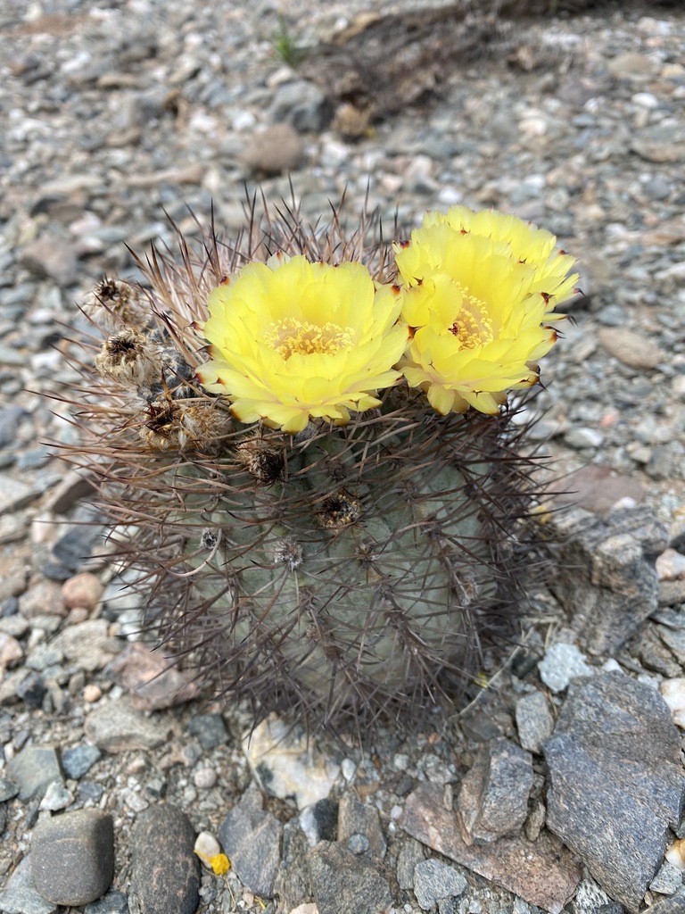 Acanthocalycium thionanthum