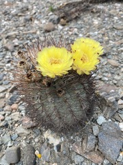 Acanthocalycium thionanthum