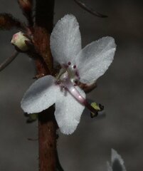Stylidium diversifolium