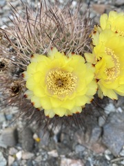 Acanthocalycium thionanthum