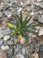 Talinum polygaloides