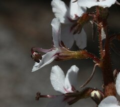 Stylidium diversifolium