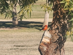 Pyrocephalus rubinus