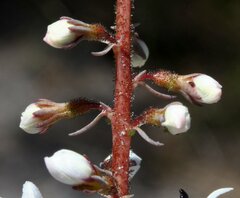 Stylidium diversifolium
