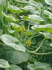 Ibicella lutea