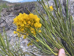 Senna crassiramea