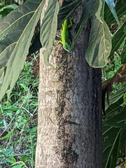 Anolis allisoni