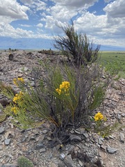 Senna crassiramea