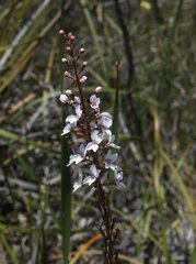 Stylidium diversifolium