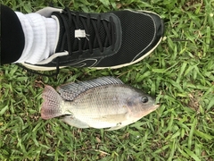 Oreochromis niloticus