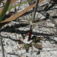 Stylidium diversifolium