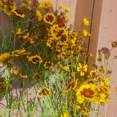 Coreopsis tinctoria
