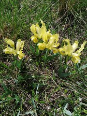 Iris pumila