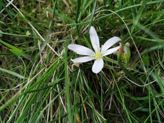 Ornithogalum fimbriatum