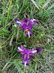 Iris pumila
