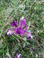 Iris pumila