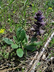 Ajuga orientalis
