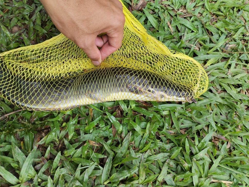 Sharptooth Catfish from SS7, 47301 Petaling Jaya, Selangor, Malaysia on ...