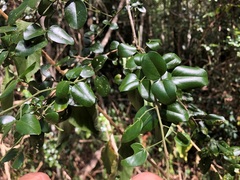 Jasminum didymum racemosum