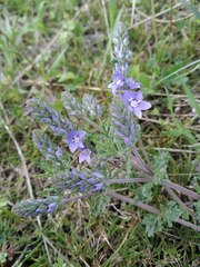 Veronica capsellicarpa