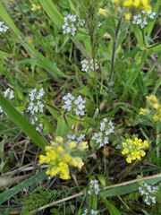 Valerianella locusta