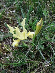 Iris pumila