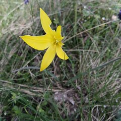 Tulipa sylvestris australis
