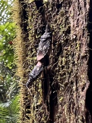 Polycarmes punctatissimus